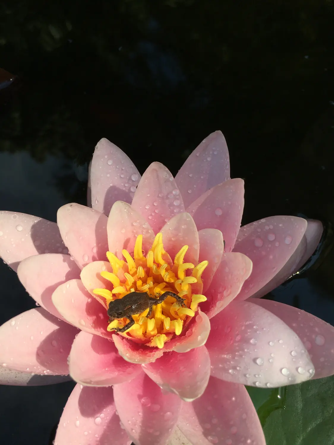 Hotel Sonnenhof, rosa Blume